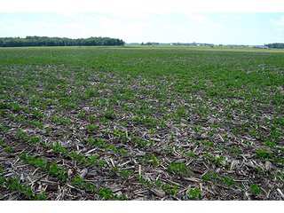 Property photo 16 - LAND AUCTION - 700+/- ACRES OFFERED IN 16 TRACTS IN ALLEN COUNTY, INDIANA